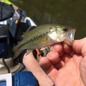 Meet your Posher, Chad